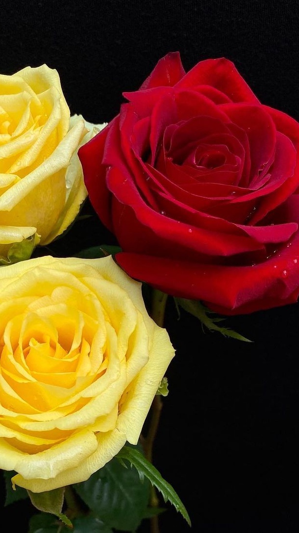 Yellow And Red Rose Mobile Wallpapers