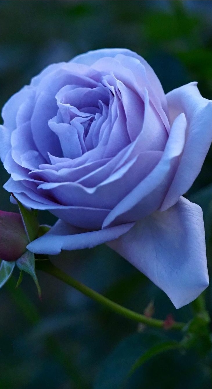 blue Rose Mobile Wallpapers